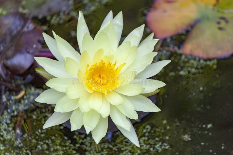 Yellow lotus blossoms or waterlily flowers