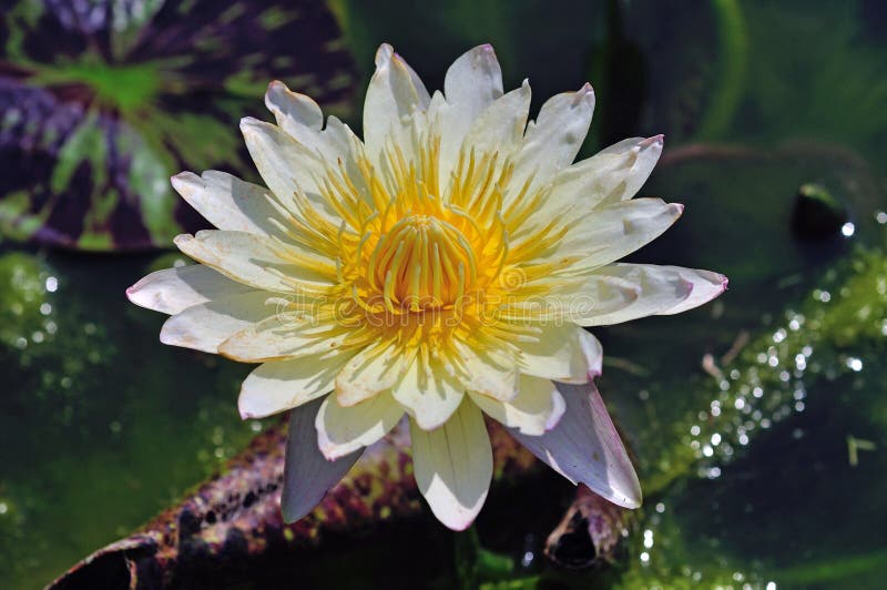 Yellow lotus flower stock image. Image of isolated, beautiful 30676469