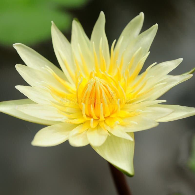 Yellow Lotus Flower and Leaves Background Stock Image Image of lotus, natural 35496893