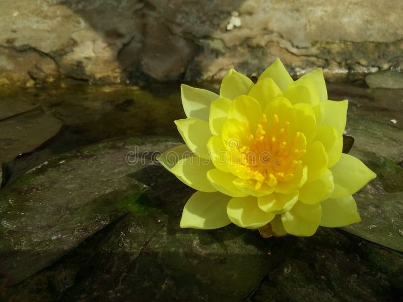 Yellow lotus stock photo. Image of lotus, flower, yellow 121693088