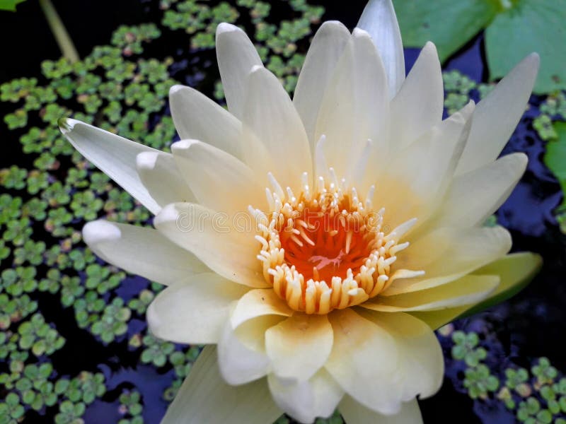 Yellow lotus flower stock image. Image of flower, yellow 93383779