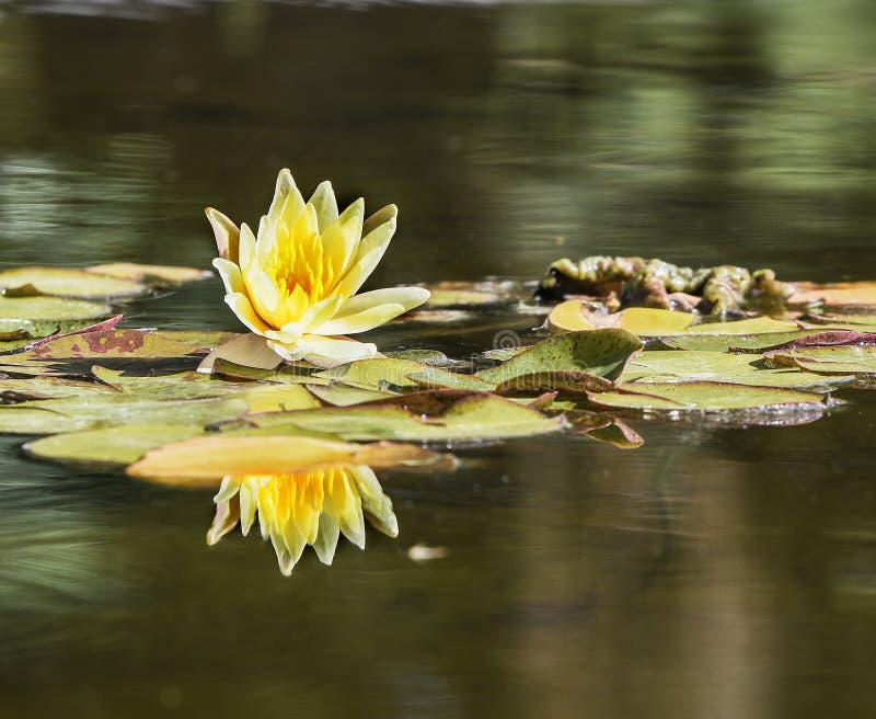 Yellow Lotus with Leafs Water Lily, Water Plant with Reflection in a
