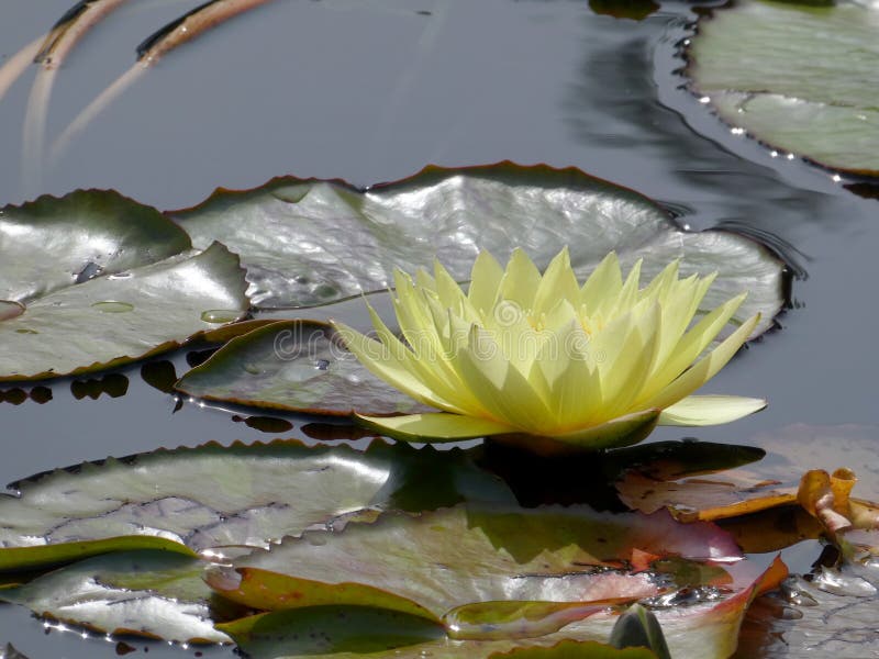 Yellow Lotus stock photo. Image of flower, bloom, color 198190910