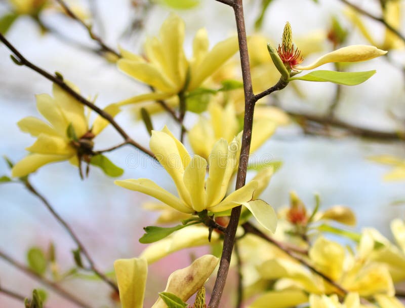 Yellow magnolia blossom in springtime, background