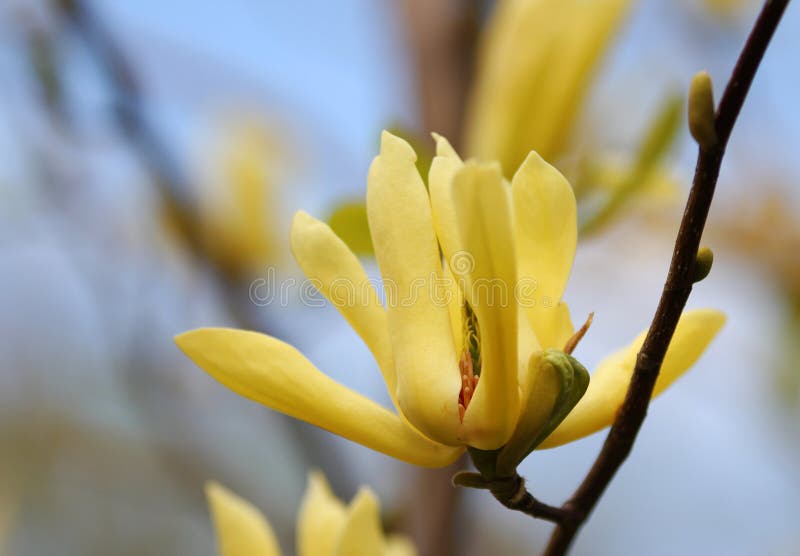 Yellow magnolia blossom in springtime, background
