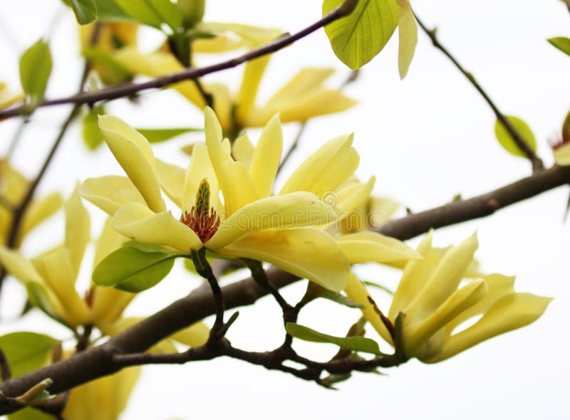 Yellow magnolia blossom in springtime, background