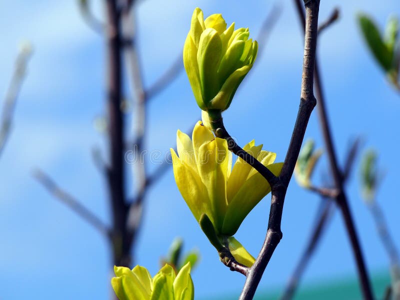 Yellow Magnolia Butterflies Flowers Stock Photo Image of flowering