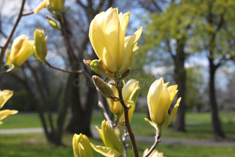 Yellow Magnolia tree flowers in spring