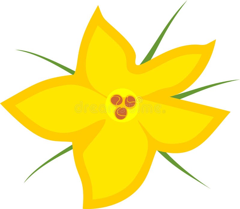 Yellow Male and Female Zucchini Flowers Stock Vector - Illustration of ...