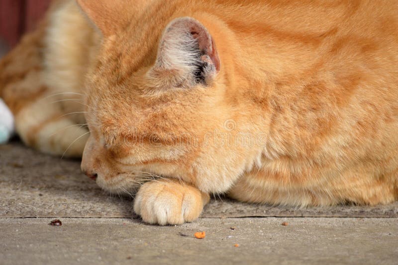 Yellow male tabby cat stock image. Image of tabby, house 77994113