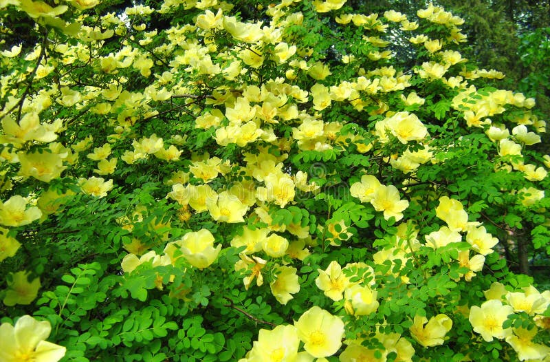 Yellow Manchu Rose, Rosa xanthina Canary Bird shrub blooming