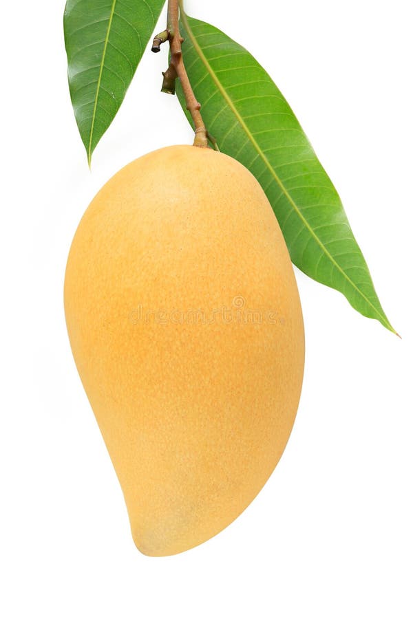 Yellow mango stock photo. Image of delicious, plant, gourmet 49935262