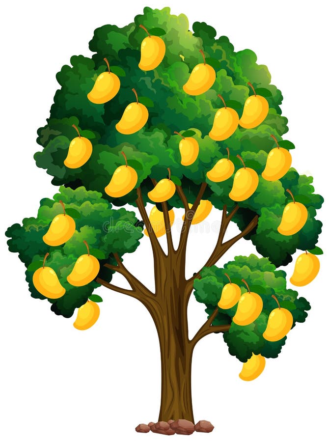 Mango Tree Clipart Stock Illustrations – 139 Mango Tree Clipart Stock ...