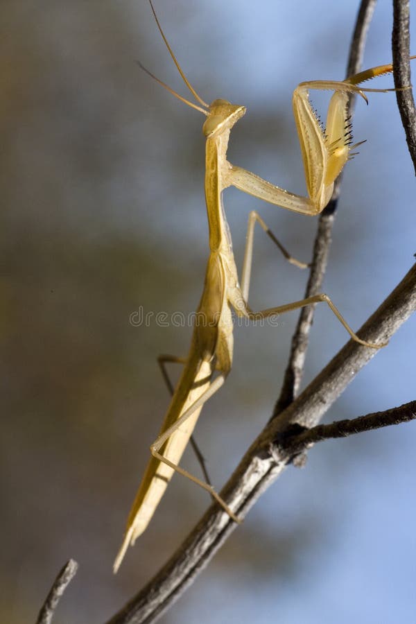 Two yellow praying mantis stock photo. Image of religiosa 12285690