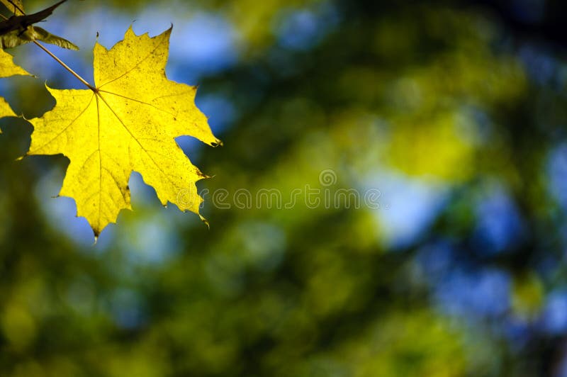 Yellow maple fall leaf