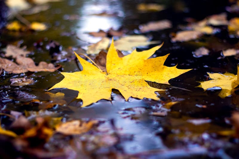 Yellow Maple Leaf Close Up in a Puddle in the Forest after the Rain ...