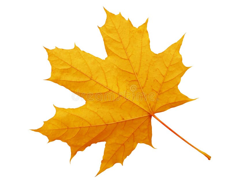 Yellow maple leaf isolated