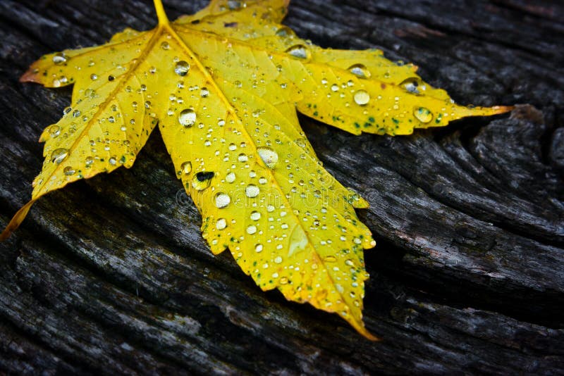 Yellow Leaf On The Wet Red Car Hood Stock Image - Image of drops, brown ...