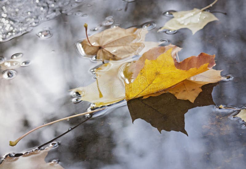 Yellow maple leaf on water stock photo. Image of autumn - 137727368