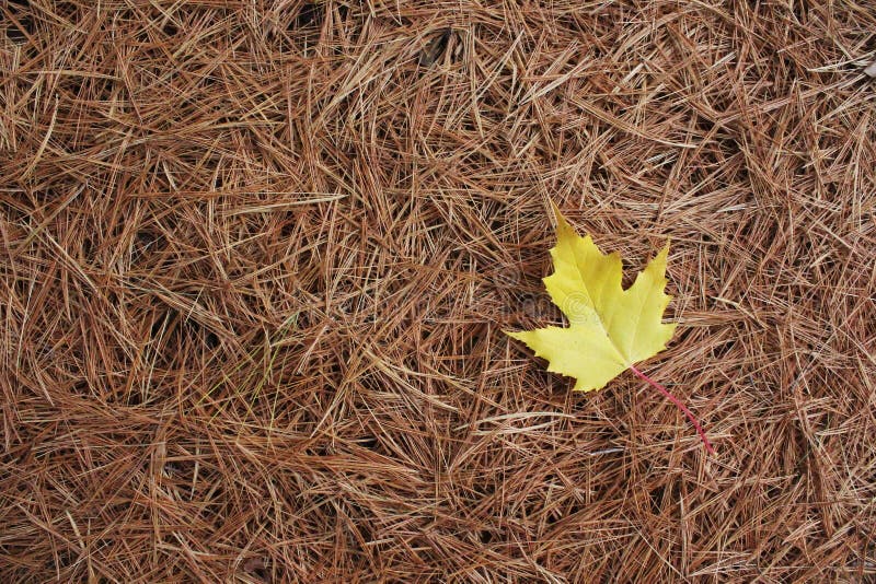 Yellow Maple Leaf on White Pine Needles stock image Yellow Maple Leaf on White Pine Needles stock image