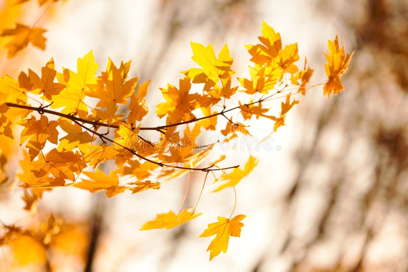 Yellow maple leaves background, autumn park sunny day. Beautiful golden fall nature landscape. Selective focus. stock photography Yellow maple leaves background, autumn park sunny day. Beautiful golden fall nature landscape. Selective focus. stock photography