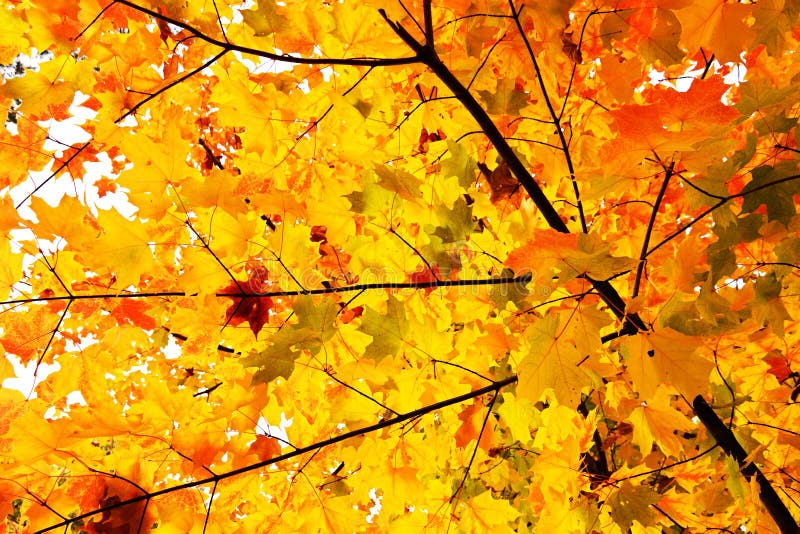 Yellow maple leaves