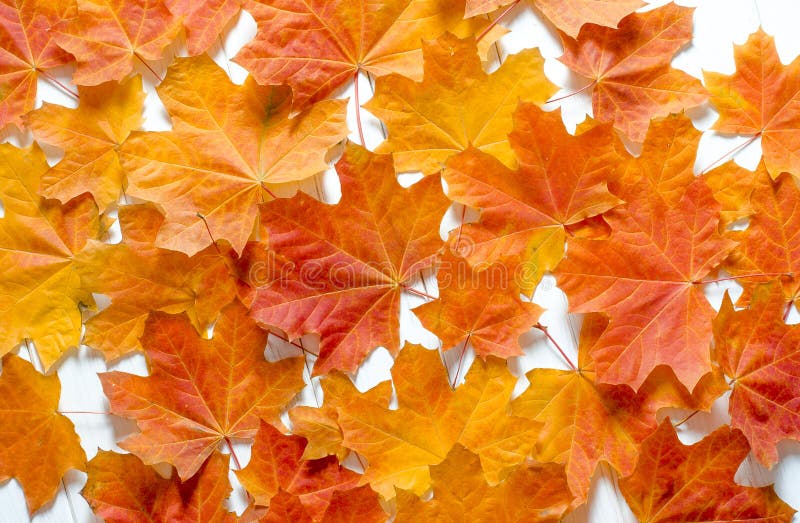 Yellow maple leaves lie on a white tree table. Background close-up, autumn, fall, abstract, color, decoration, foliage, leaf, nature, red, wood, allsorts, backgrounds, botany, changing, collage, colored, composite, cultures, forest, frame, group, holiday, isolated, design, pattern, wet, objects, view, weather, gold, beautiful, lush, image, celebrations