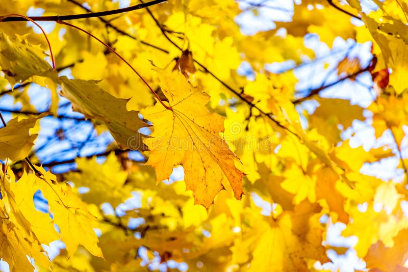 Yellow Maple Leaves On A Tree In Bright Sunshine Autumn In The Woods