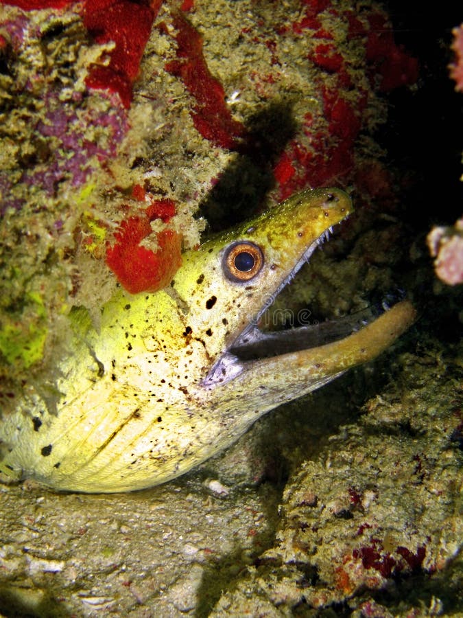 Yellow Margin Moray Eel stock image. Image of pacific 12989281