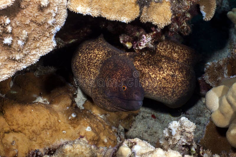 Yellow Margin Moray Eel stock image. Image of underwater 15201531