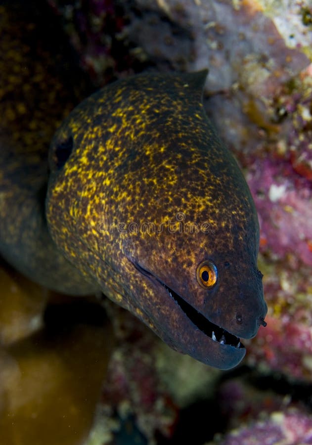 Yellow Margin Moray Eel Face Picture. Image 18478260