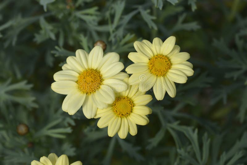 Yellow Marguerite daisy stock photo. Image of green - 253475366