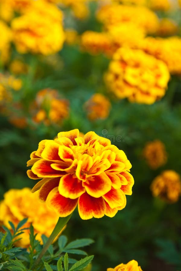 The yellow marigold stock photography