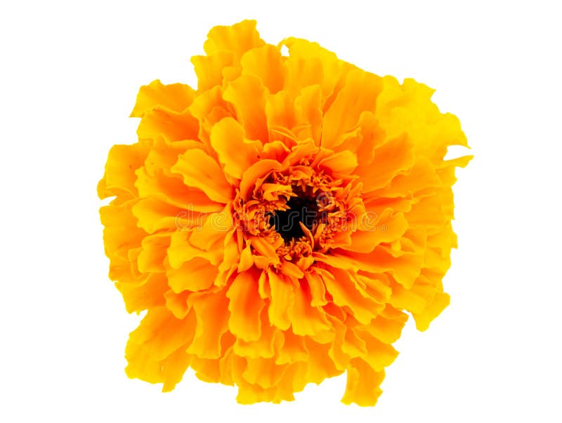 Yellow marigold flower