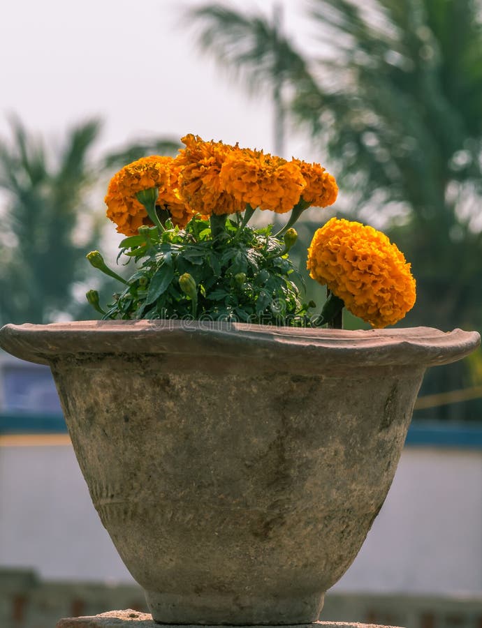 Marigold flower in pot stock image. Image of flower, single 50211759