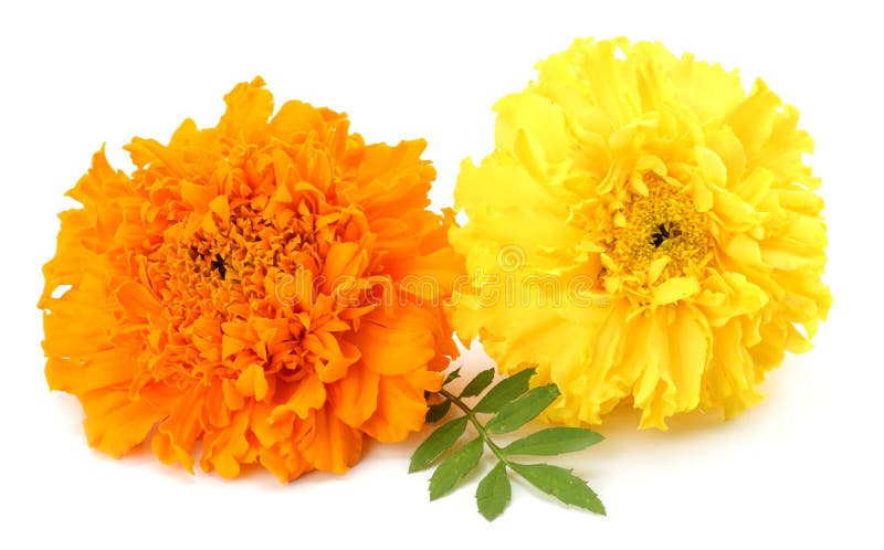 Yellow Marigold Flower, Tagetes Erecta, Mexican Marigold, Aztec Marigold,  African Marigold Isolated on White Background Stock Image - Image of  marigold, stamens: 121522875