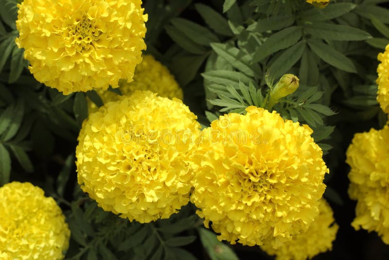 Yellow Marigold in Garden, Seen from Top Stock Image Image of fresh