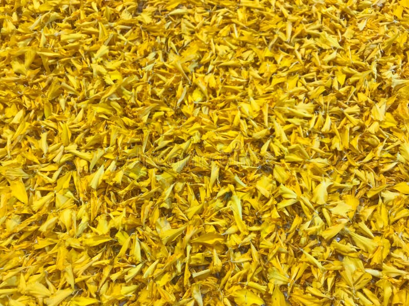 Yellow Marigold`s Flower Petals in Full Frame Shot Stock Photo Image of color, agriculture