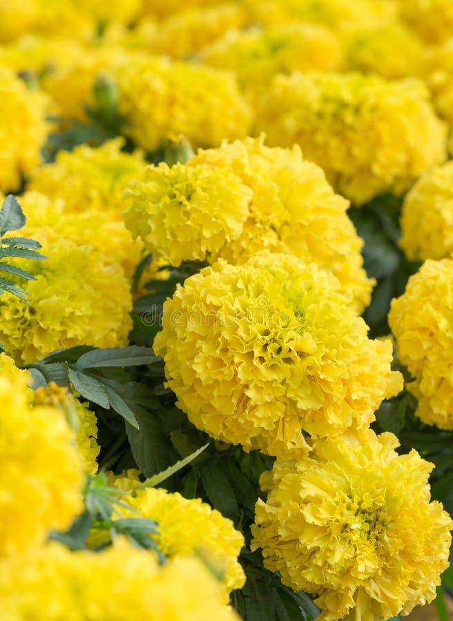 Yellow Marigolds Flower stock photo. Image of african - 66985378