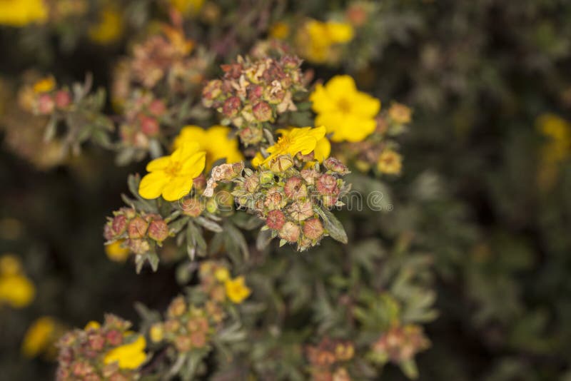 Yellow marigolds royalty free stock image Yellow marigolds royalty free stock image