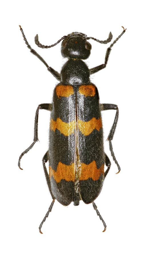 Yellow Meloid Beetle on white Background