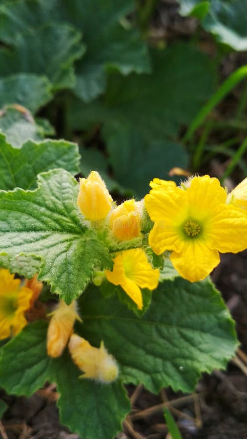 Yellow melon flower stock image. Image of herb, flower 189865901
