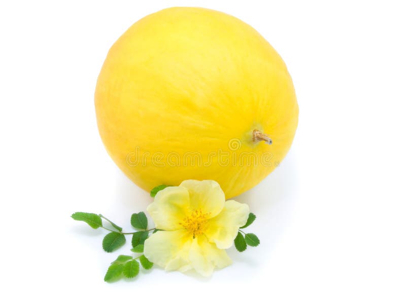 Yellow melon with flower stock photo. Image of food, produce 9493250