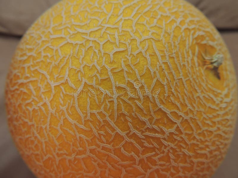 Yellow Melon stock photo. Image of melon, yellow, round 78975608