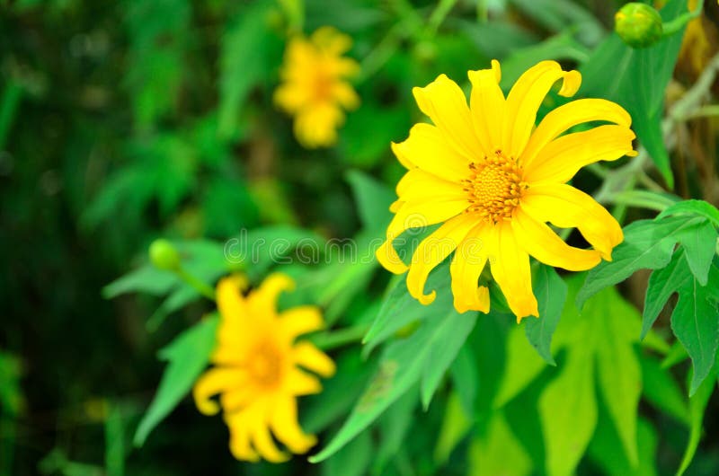 Yellow Mexican sunflower stock image. Image of tropical 50166003