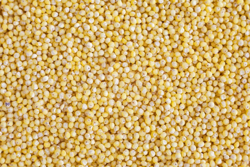 Yellow Millet Grains in the Bulk. Abstract Textures Stock Photo Image