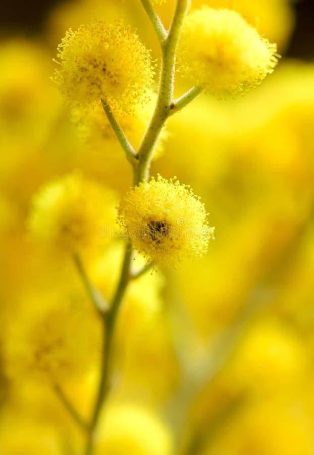 Yellow Mimosa stock photo. Image of hanging, shrub, sunny 663706