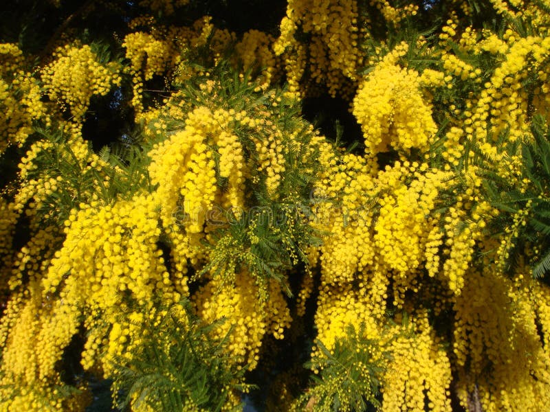Yellow mimosa stock photo. Image of dealbata, bloom, australian 66583162