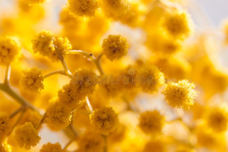 Yellow mimosa stock photo. Image of yellow, macro, nature 35950118