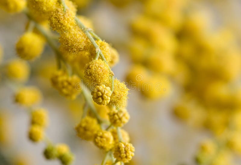 Yellow mimosa flower stock photo. Image of donna, macro 13492774